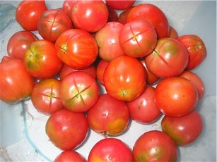 the appearance of a collective farm tomato