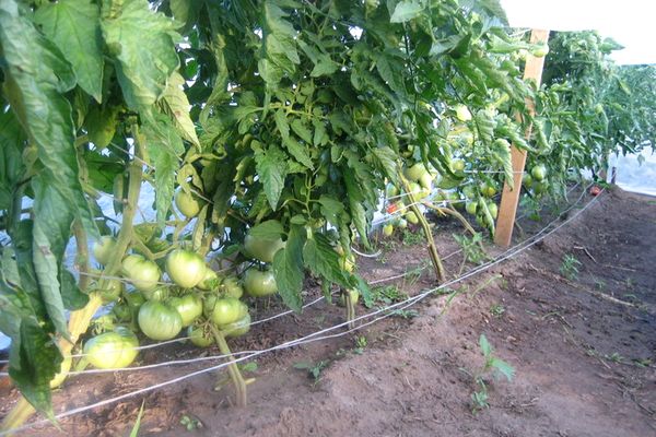tomato bushes Crimean rose
