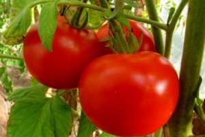 Beskrivelse af tomatsorten Brother 2 f1, dyrkning og udbytte