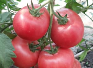 Beskrivelse af Barmalei-tomatsorten, dens dyrkning og pleje