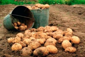 How to increase the potato yield from 1 hectare in the home garden?