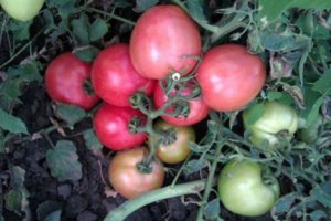 Pink Angel domates çeşidinin tanımı, yetiştiriciliği ve bakımı özellikleri