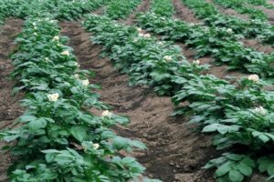 Minerálne hnojivá, superfosfáty a ľudové liečivá na listové kŕmenie zemiakov