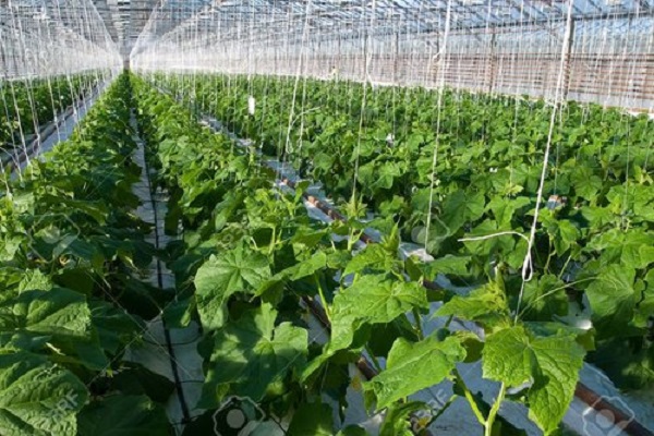 growing in greenhouses