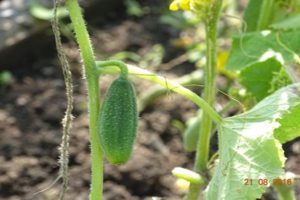 Hogyan lehet uborkát termeszteni a szabadban a Leningrádi régióban, a legjobb fajták