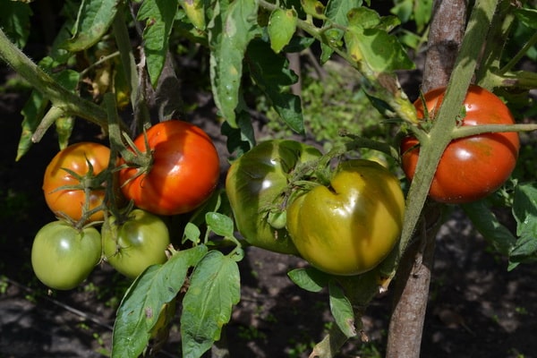 kotka-tomaatti avoimella kentällä