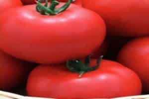 תיאור זני העגבניות יגואר, גידול ותשואה