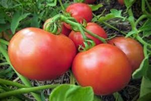 Descripción de la variedad de tomate Yana, características de cultivo y rendimiento.