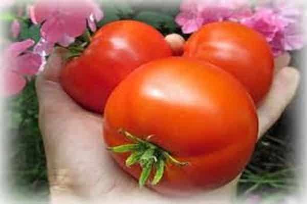 tomaat in de hand