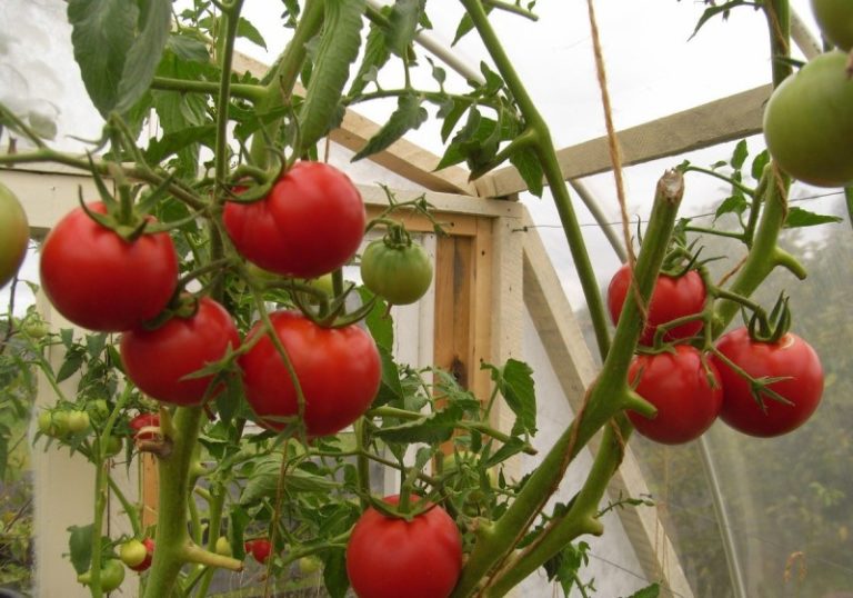kolkhoz tomato bushes