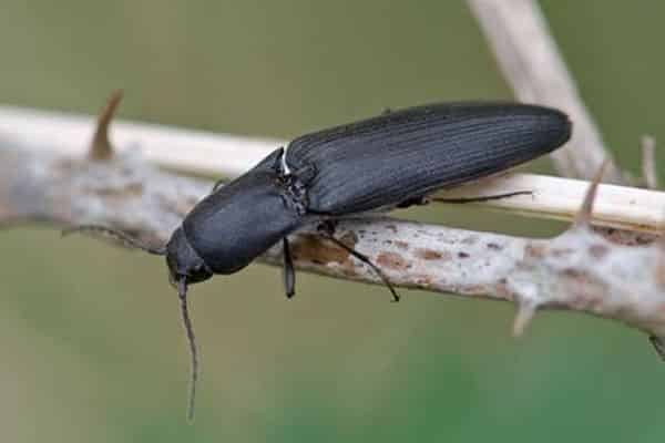 scarabeo di wireworm