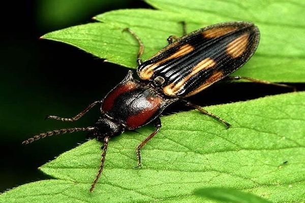 beetles pests