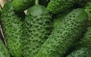 Descripció de la varietat de cogombres Khabar, les seves característiques i cultiu