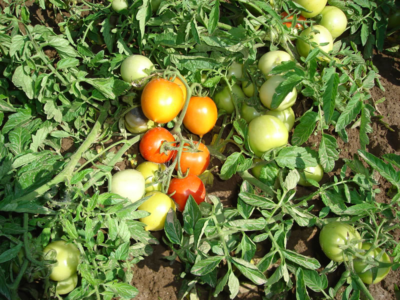 tomatbuskar maskot