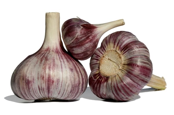 appearance of garlic Komsomolets