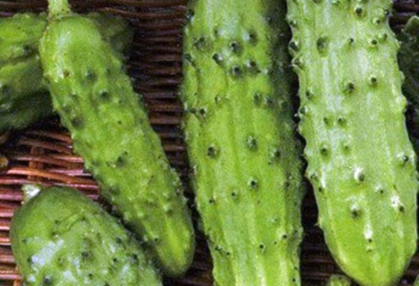 verschijning van komkommer Serpentine
