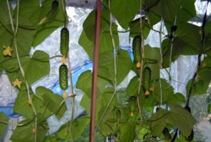 Descrizione della varietà di cetrioli Balcony Miracle, caratteristiche di coltivazione e cura