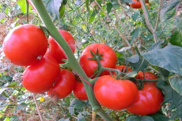 gevilte tomaat in het open veld