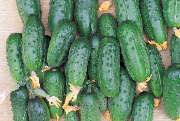 a bunch of cucumbers be healthy