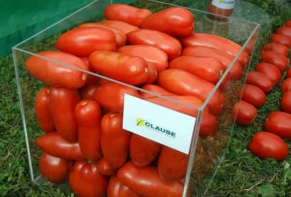 Aydar-tomaten in een doos