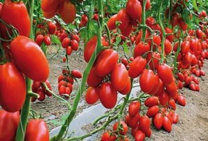 Tomaattilajikkeen kuvaus Lusikka kohtaloa ja kasvatussääntöjä