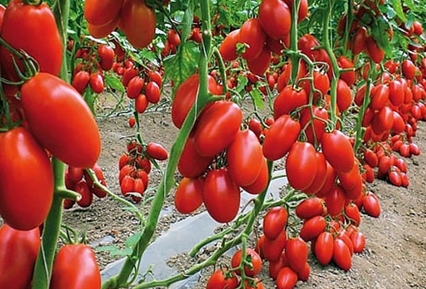 paradajka kríky pet osudu