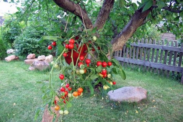Talismano di pomodori in giardino