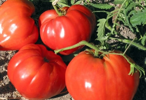 tomaatti punainen puhvelin puutarhassa