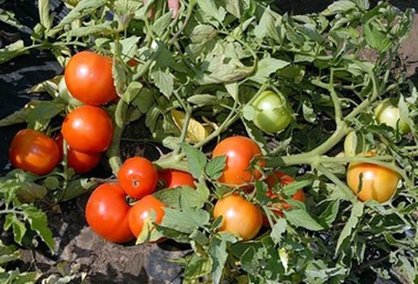 paradajkové kríky Townsville F1