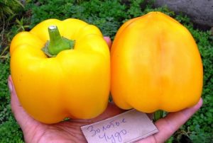 Popis odrůdy papriky Golden Miracle, její vlastnosti a výnos