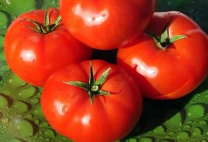Descripción de la variedad de tomate Townsville, características de cultivo y cuidado.