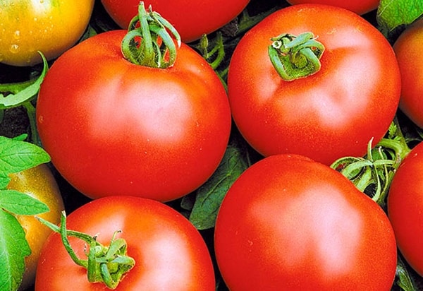 vzhľad svitania paradajok