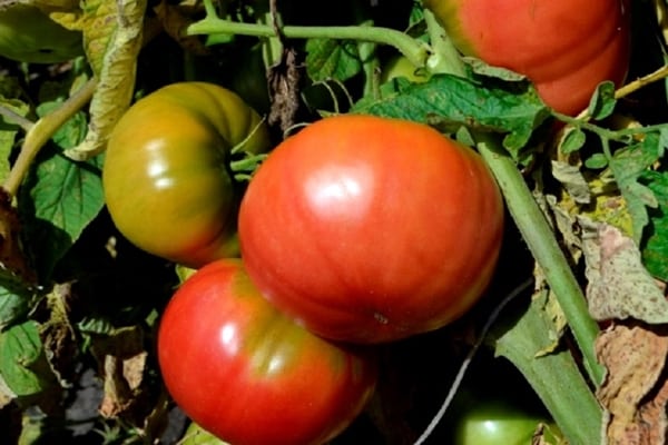 tomatbuske rødbøffel