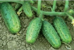 Description of the variety of cucumbers Farmer, features of cultivation and yield