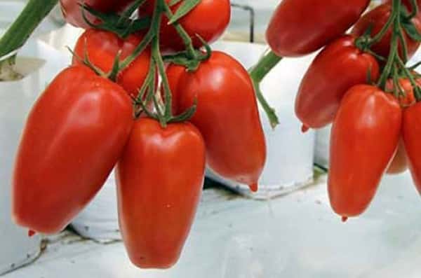 pomidorų Aydar išvaizda