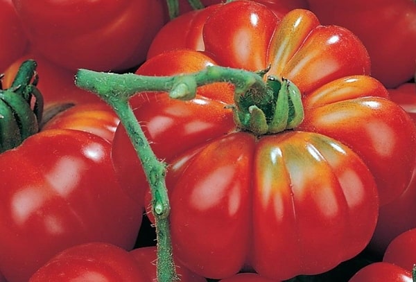 izskats tomātu mārciņa Rosamarin