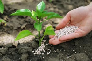 Types and characteristics of mineral, organic, phosphorus, potash and nitrogen fertilizers