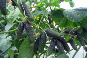 Description of the Athos cucumber variety, features of cultivation and care