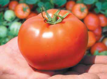 tomaatti Townsville F1 käsillä