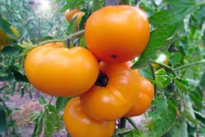 Pomidorų veislės geltonojo marmelado aprašymas, jo savybės ir produktyvumas