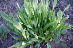 Description of the Slizun onion variety, features of cultivation and care