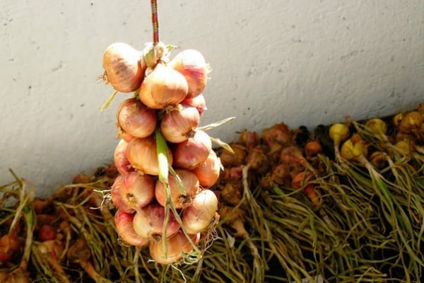 Hanging tied onions