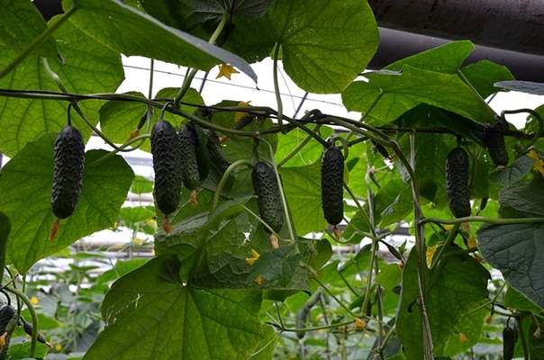 cucumber bushes SV 4097 CV