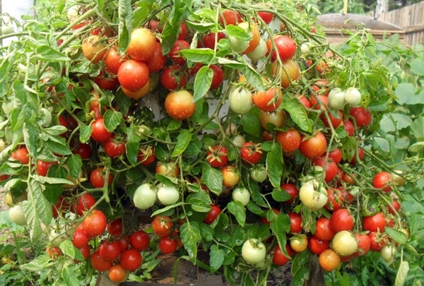 Mascota de arbustos de tomate