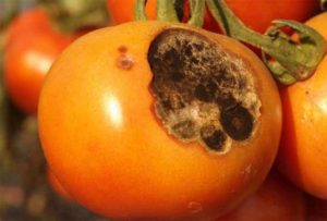 Oorzaken en behandeling van tomatenalternaria