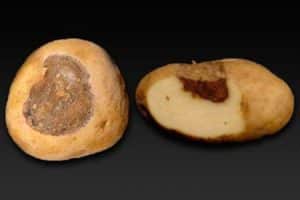 Kartupeļu alternārijas apraksts, ārstēšana un galvenie slimības apkarošanas pasākumi