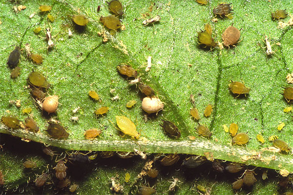 bladlus på agurkblade