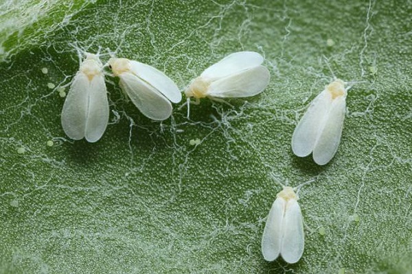 whiteflies are capable of