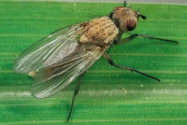 onion fly