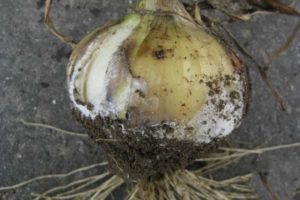Description and treatment of onion diseases, control measures and what to do
